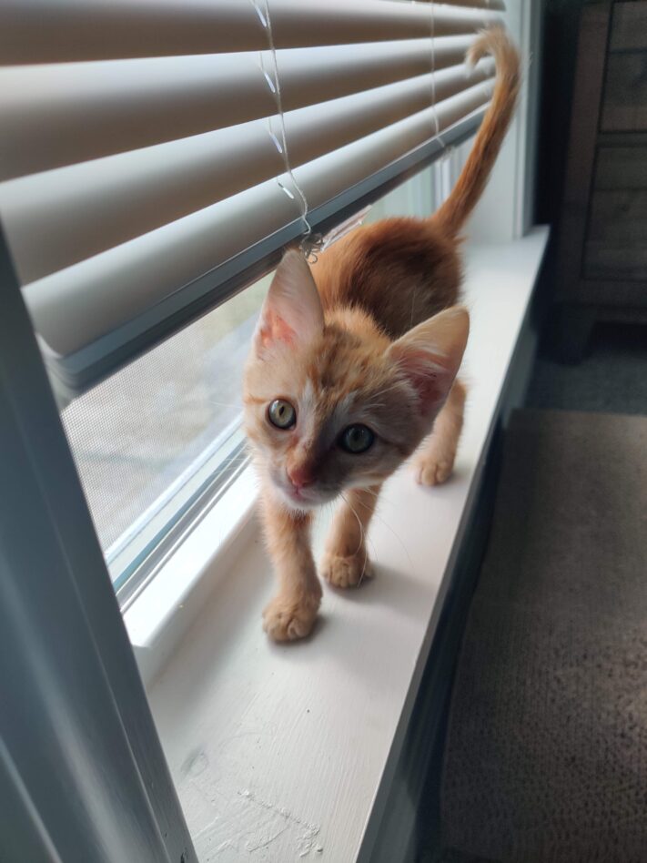 orange kitten standing on windowsill