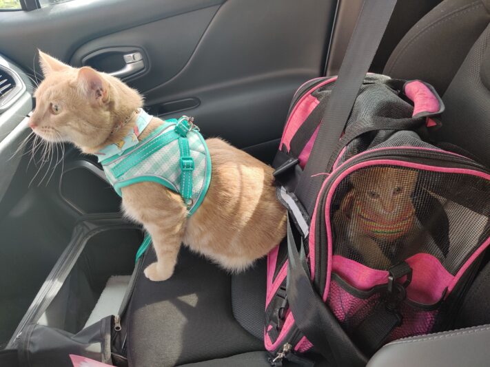 two cats sitting in car seat