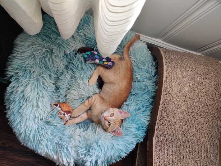 orange kitten lying in cat bed