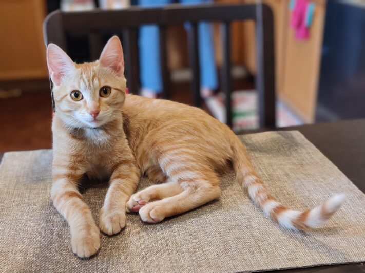 orange tabby cat looking at camera