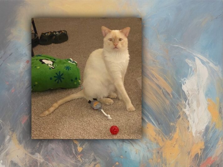 flame point siamese cat with toys