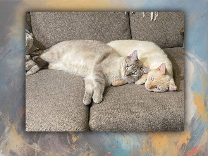 two cats cuddling on couch