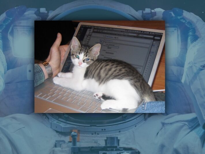 kitten lying on computer keyboard