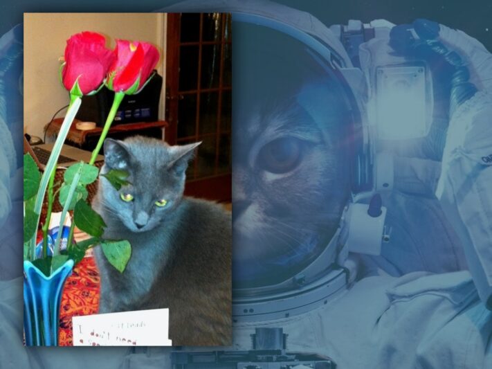 gray cat with red roses