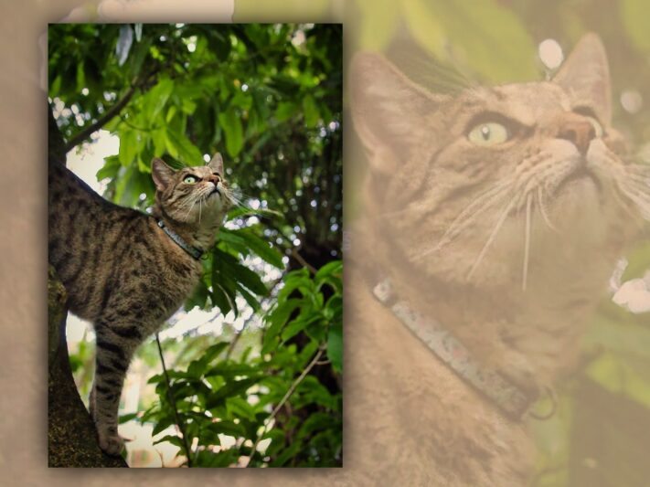 tabby cat