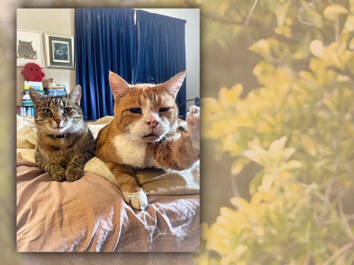two cats sitting on the edge of a bed
