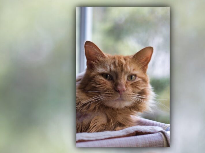 orange tabby cat