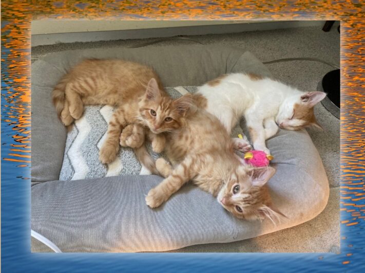 3 cats snuggling together