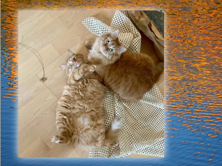 two orange cats playing together