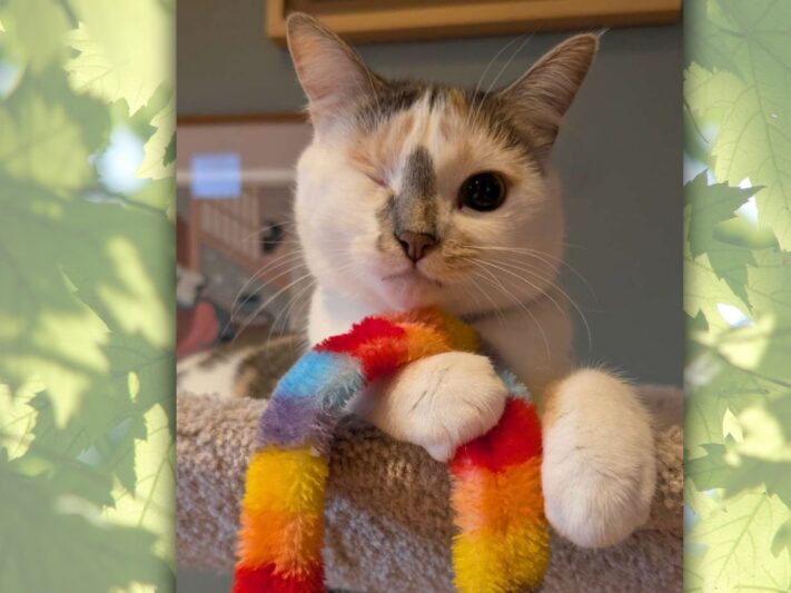 one eyed cat looking at camera