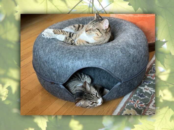two cats on donut toy