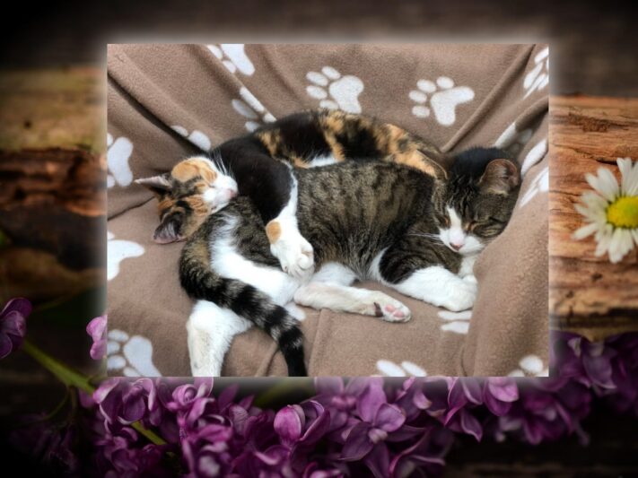 two cats cuddled together sleeping