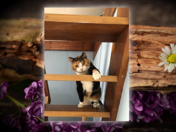 calico cat on shelf looking at camera