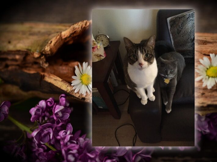 white and brown tabby cat sitting and looking at camera with gray cat laying beside him