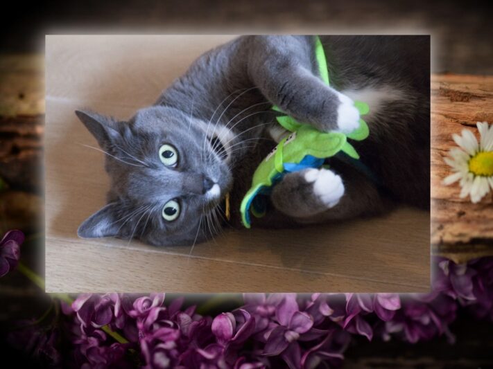 gray cat with toy