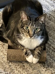 large tabby and white cat laying on top of cardboard scratcher and staring at camera