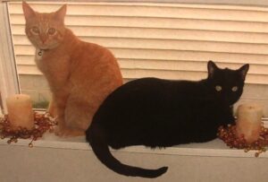 black and orange cat sitting in windowsill