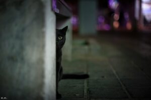 Mysterious-cat-for-cat-mystery-novel