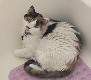 Image of Cat Business Coach Skitter