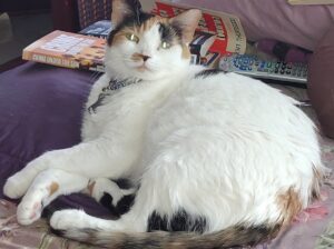Ruth E. Thaler-Carter's freelance editor writer cat