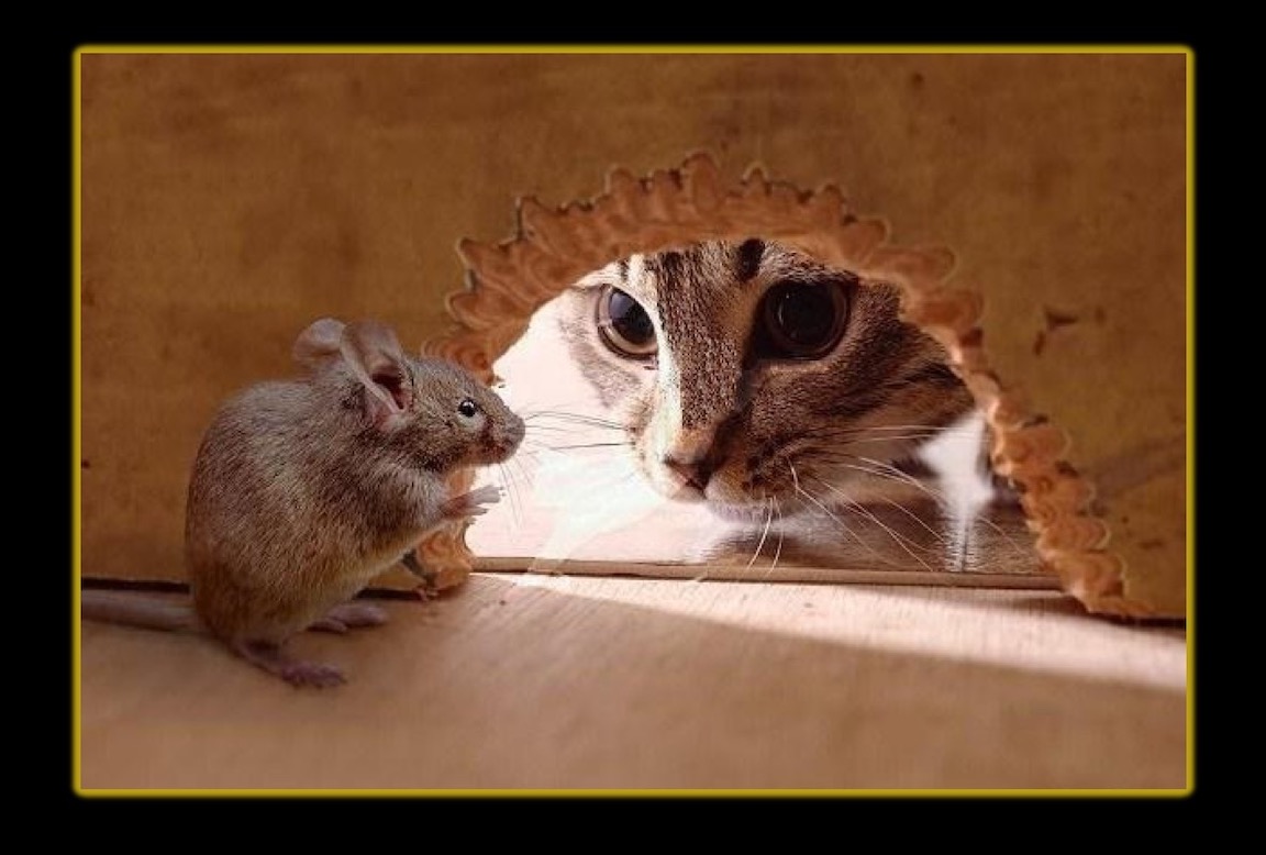 A tabby cat looking at a mouse through a mouse hole.