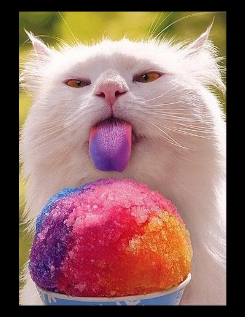 A white cat with a multi-colored tongue licking a snow cone.